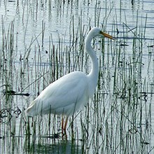 Great Egret - Egretta alba © John Muddeman